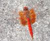 Trithemis kirbyi